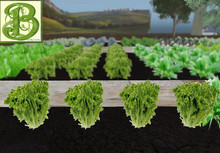 Romaine Lettuce Patch, 1 prim = 15 plants - Ultra Light, Prim .5LI, 2 linked = 1 prim, Copy/ Mod