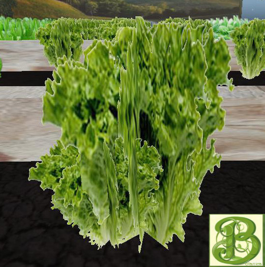 Romain Lettuce, 1 Prim - Ultra Light, Prim .5LI, 2 linked = 1 prim, Copy/ Mod