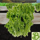 Romain Lettuce, 1 Prim - Ultra Light, Prim .5LI, 2 linked = 1 prim, Copy/ Mod