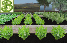 Celery Row, 1 Prim = 4 Plants- Ultra Light, Prim .5LI, 2 linked = 1 prim, Copy/ Mod