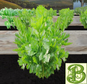 Single Head of Celery, 1 Prim- Ultra Light, Prim .5LI, 2 linked = 1 prim, Copy/ Mod