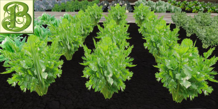 Celery  Patch, 1 prim = 15 plants- Ultra Light, Prim .5LI, 2 linked = 1 prim, Copy/ Mod