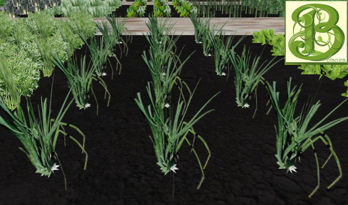 Onion Patch, 1 prim = 15 plants- Ultra Light, Prim .5LI, 2 linked = 1 prim, Copy/ Mod
