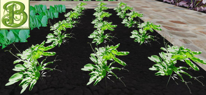 Sweet Pea Patch, 1 prim = 15 plants- Ultra Light, Prim .5LI, 2 linked = 1 prim, Copy/ Mod