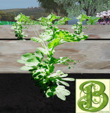 Single Young Sweet Pea Plant, 1 Prim- Ultra Light, Prim .5LI, 2 linked = 1 prim, Copy/ Mod