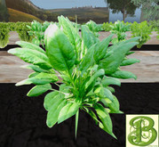 Spinach  Plant, 1 Prim- Ultra Light, Prim .5LI, 2 linked = 1 prim, Copy/ Mod