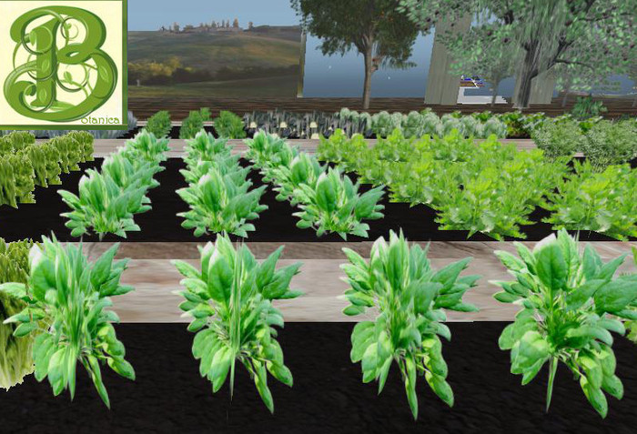 Spinach  Row, 1 Prim = 4 Plants- Ultra Light, Prim .5LI, 2 linked = 1 prim, Copy/ Mod