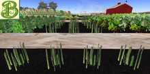 Asparagus  Row, 1 prim = 4 plants - Ultra Light, Prim .5LI, 2 linked = 1 prim, Copy/ Mod