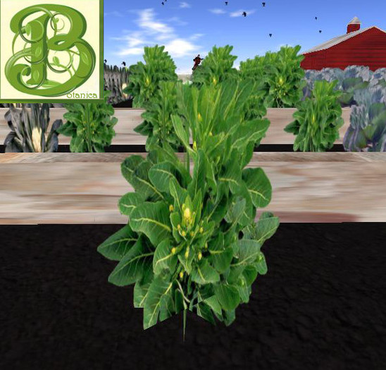 Single Broccoli Plants, 1 Prim - Ultra Light, Prim .5LI, 2 linked = 1 prim, Copy/ Mod