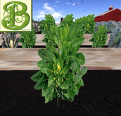 Single Broccoli Plants, 1 Prim - Ultra Light, Prim .5LI, 2 linked = 1 prim, Copy/ Mod