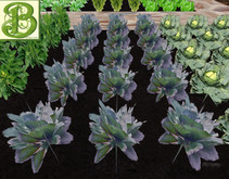 Cauliflower  Patch, 1 prim = 15 plants - Ultra Light, Prim .5LI, 2 linked = 1 prim, Copy/ Mod