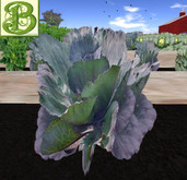 Single Red Cabbage, 1 Prim - Ultra Light, Prim .5LI, 2 linked = 1 prim, Copy/ Mod
