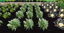 Brussels Sprouts Patch, 1 prim = 15 plants - Ultra Light, Prim .5LI, 2 linked = 1 prim, Copy/ Mod