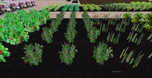 Blackberry Patch, 1 prim = 15 plants - Ultra Light, Prim .5LI, 2 linked = 1 prim, Copy/ Mod