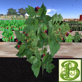 Single Blackberry  Plant, 1 Prim - Ultra Light, Prim .5LI, 2 linked = 1 prim, Copy/ Mod