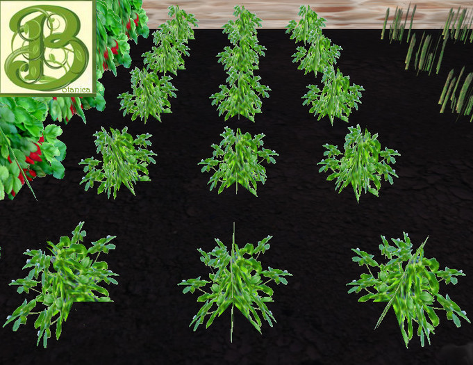 Blueberry Patch, 1 prim = 15 plants - Ultra Light, Prim .5LI, 2 linked = 1 prim, Copy/ Mod