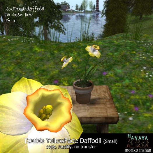 -Hanaya- Double YellowFade Daffodil (Small)