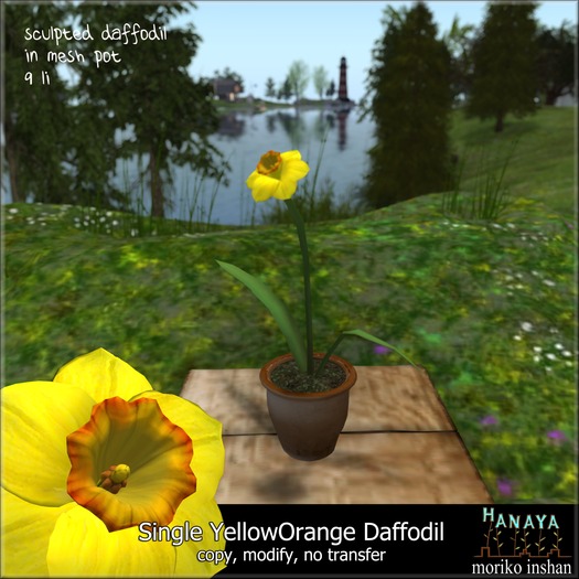 -Hanaya- Single Yellow Orange Daffodil