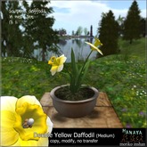-Hanaya- Double Yellow Daffodil (Medium)