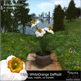 -Hanaya- Triple WhiteOrange Daffodil