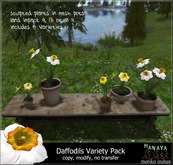 -Hanaya- Daffodils Variety Pack