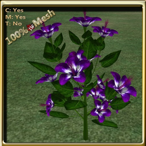 LW_HibiscusTreePurpleWhite