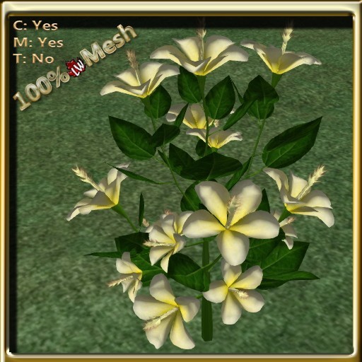 LW_HibiscusYellowWhite2