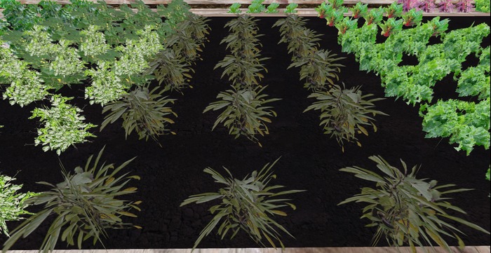 Eggplant  Patch - Ultra Light, Prim .5LI, 2 linked = 1 prim, Copy/ Mod