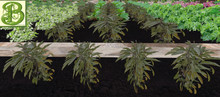 Eggplant  Row, 1 prim = 4 plants - Ultra Light, Prim .5LI, 2 linked = 1 prim, Copy/ Mod