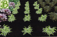 Eggplant (baby) Patch, 1 prim = 15 plants - Ultra Light, Prim .5LI, 2 linked = 1 prim, Copy/ Mod