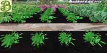 Potato Row, 1 prim = 4 plants- Ultra Light, Prim .5LI, 2 linked = 1 prim, Copy/ Mod