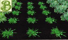 Potato Patch, 1 prim = 15 plants - Ultra Light, Prim .5LI, 2 linked = 1 prim, Copy/ Mod