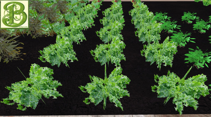 Curly Kale Patch, 1 prim = 15 plants - Ultra Light, Prim .5LI, 2 linked = 1 prim, Copy/ Mod