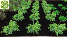 Curly Kale Patch, 1 prim = 15 plants - Ultra Light, Prim .5LI, 2 linked = 1 prim, Copy/ Mod