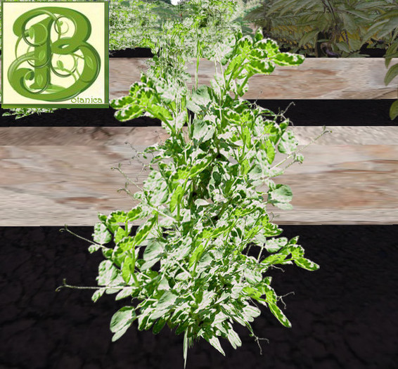 Sugar Snap Pea Patch, 1 prim = 15 plants- Ultra Light, Prim .5LI, 2 linked = 1 prim, Copy/ Mod