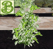 Sugar Snap Pea Patch, 1 prim = 15 plants- Ultra Light, Prim .5LI, 2 linked = 1 prim, Copy/ Mod