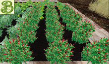 Chili Pepper Plant Patch, 1 prim = 15 plants - Ultra Light, Prim .5LI, 2 linked = 1 prim, Copy/ Mod