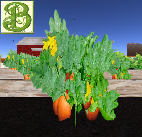 Single Pumpkin Plant - Ultra Light, Prim .5LI, 2 linked = 1 prim, Copy/ Mod