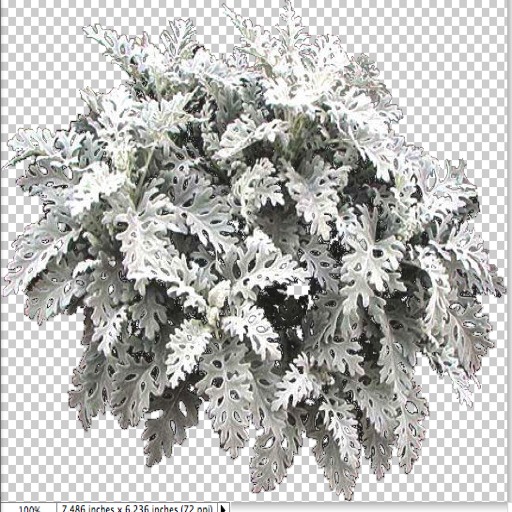 Dusty Miller Plant