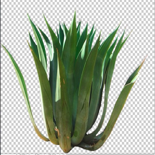 Agave Plant