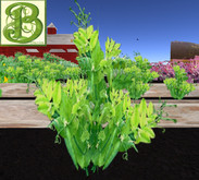 Single Mung or Green Bean Plant, 1 Prim - Ultra Light, Prim .5LI, 2 linked = 1 prim, Copy/ Mod