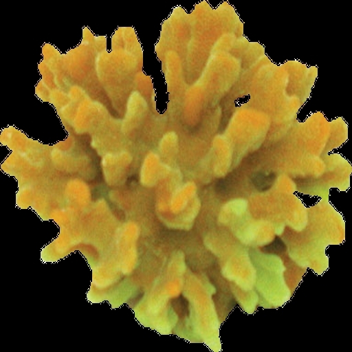 One Prim Cauliflower Coral