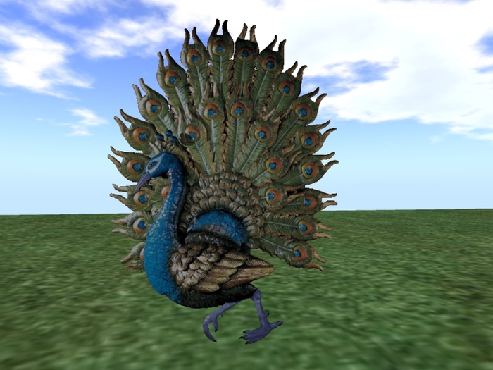 TM Peacock Wall Decor
