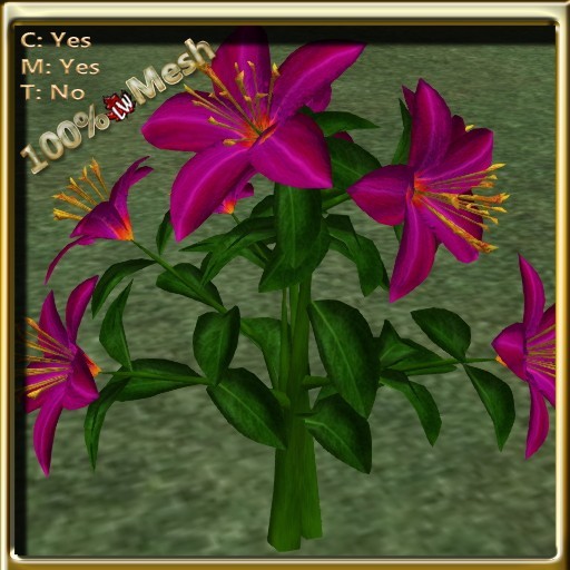 LW_ Lily Flower Fuschia