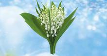bouquet muguet3