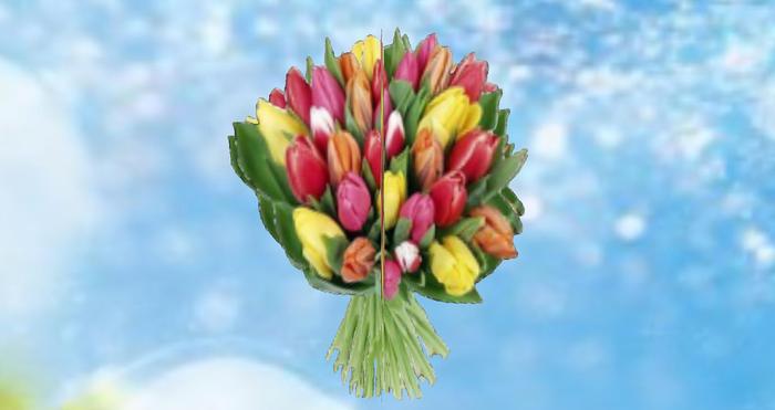 tulipes multicolores