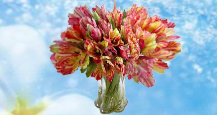 tulipes froufrou