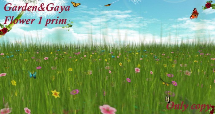 fetuque mix papillon