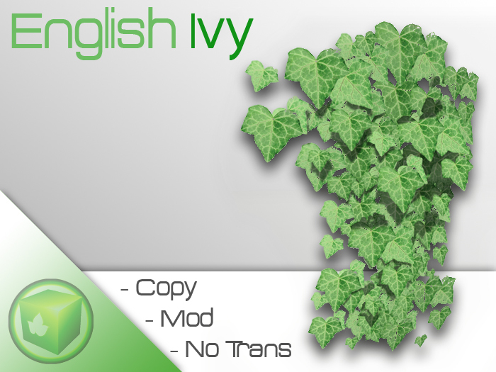 Organic Prims - English Ivy (seed bag)