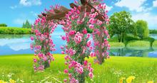 pergola 2 rose rose